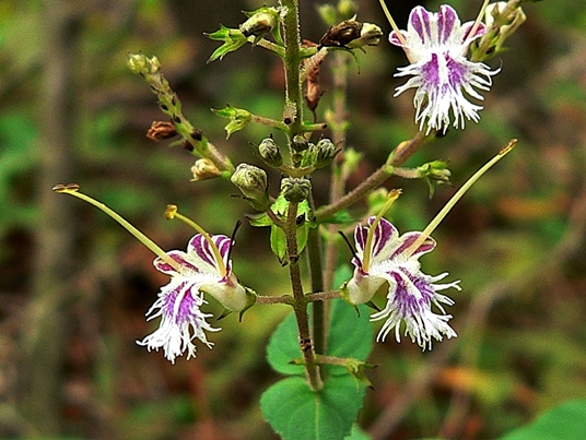 {Collinsonia tuberosa}